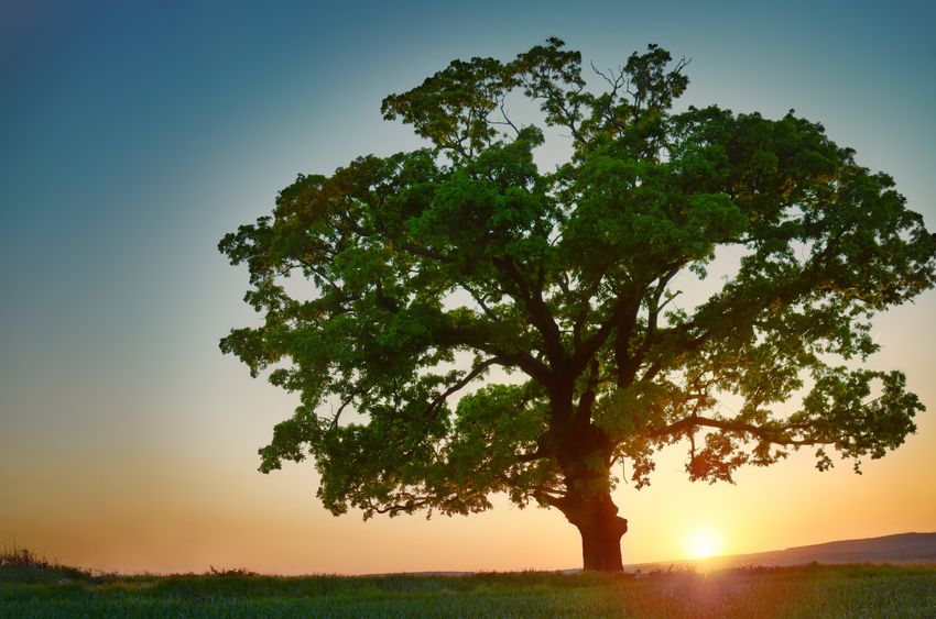 Large tree with sunset background
